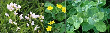 Cardamine, populage et menthe